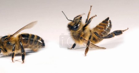Téléchargez les photos : Abeille à miel européenne, apis mellifera, Abeille noire sur fond blanc essayant de se retourner, Normandie - en image libre de droit