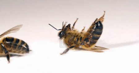 Photo for European Honey Bee, apis mellifera, Black Bee on a white background trying to turn around, Normandy - Royalty Free Image