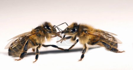 Téléchargez les photos : Abeille à miel européenne, apis mellifera, Abeille noire sur fond blanc, Trophalaxie, Echange alimentaire, Normandie - en image libre de droit