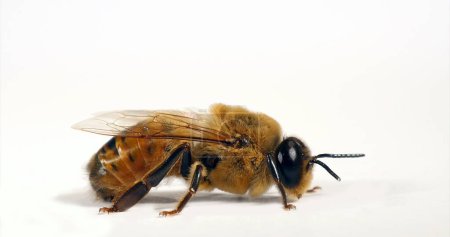 Foto de Abeja europea de miel, apis mellifera, macho contra fondo blanco, Normandía - Imagen libre de derechos