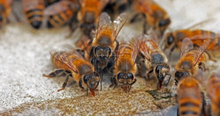 Photo for European Honey Bee, apis mellifera, Bees drinking Water on a Stone, Normandy - Royalty Free Image