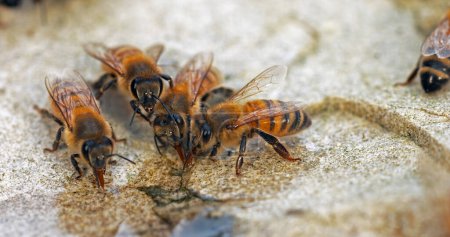 Foto de Abeja de miel europea, apis mellifera, Abejas bebiendo agua sobre una piedra, Normandía - Imagen libre de derechos