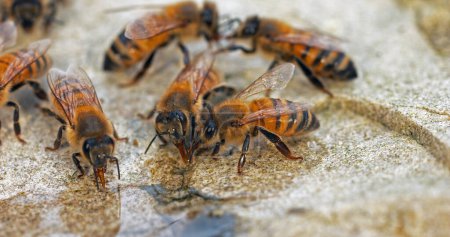 Téléchargez les photos : Abeille domestique européenne, apis mellifera, Abeilles buvant de l'eau sur une pierre, Normandie - en image libre de droit