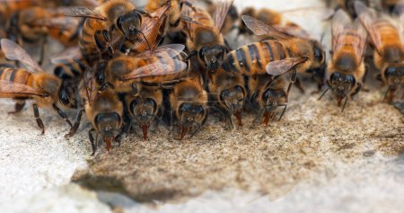 Téléchargez les photos : Abeille domestique européenne, apis mellifera, Abeilles buvant de l'eau sur une pierre, Normandie - en image libre de droit