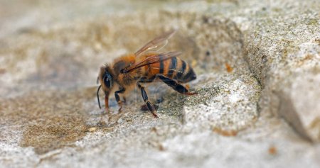Téléchargez les photos : European Honey Bee, apis mellifera, L'abeille boit de l'eau sur une pierre, Normandie - en image libre de droit