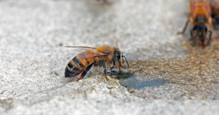 Foto de Abeja de miel europea, apis mellifera, Bee drinking Water on a Stone, Normandía - Imagen libre de derechos