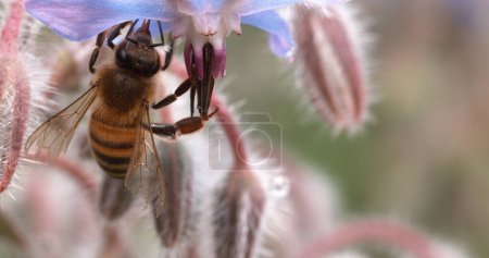 Téléchargez les photos : European Honey Bee, apis mellifera, Bee Booting a Borage Flower, Pollination Act, Normandie - en image libre de droit