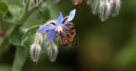 Photo for European Honey Bee, apis mellifera, Bee Booting a Borage Flower, Pollination Act, Normandy - Royalty Free Image