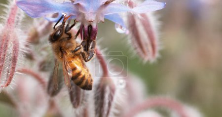 Foto de Abeja de miel europea, apis mellifera, Bee Booting a Borage Flower, Pollination Act, Normandía - Imagen libre de derechos