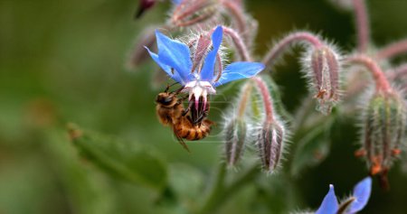 Téléchargez les photos : European Honey Bee, apis mellifera, Bee Booting a Borage Flower, Pollination Act, Normandie - en image libre de droit