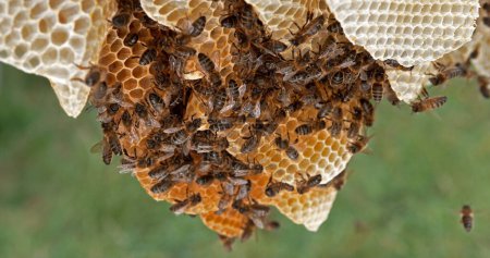 Téléchargez les photos : Abeille à miel européenne, apis mellifera, Abeilles noires sur un rayon sauvage, Alvéole remplie de miel, Ruche d'abeilles en Normandie - en image libre de droit