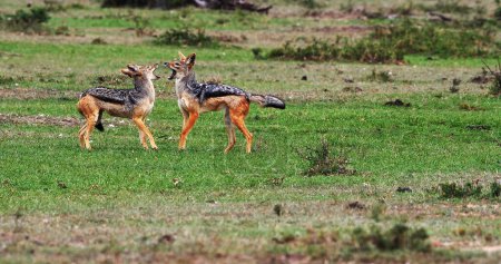 Téléchargez les photos : Chacal à dos noir, canis mesomelas, adulte debout sur le sentier, parc Masai Mara au Kenya - en image libre de droit