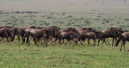 Téléchargez les photos : Gnous bleus, connochètes taurinus, troupeau pendant la migration, parc Masai Mara au Kenya - en image libre de droit