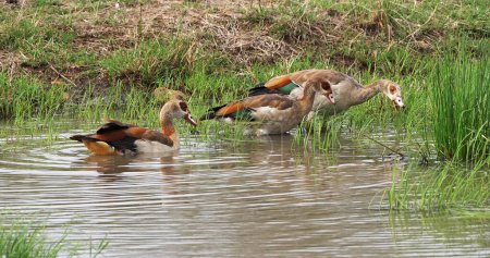 Téléchargez les photos : Oie égyptienne, alopochen aegyptiacus, Adultes debout dans l'eau, Parc national de Nairobi au Kenya - en image libre de droit