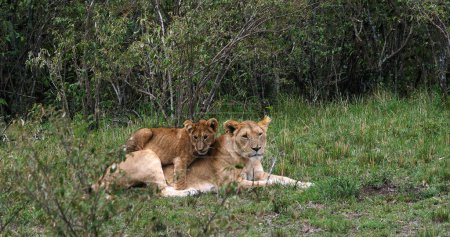 Téléchargez les photos : Lion africain, panthera leo, Mère et louveteau jouant, Masai Mara Park au Kenya, - en image libre de droit