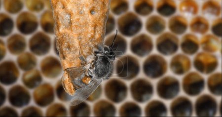 Foto de Abeja mielera europea, apis mellifera, emergencia de una reina, colmena de abejas en Normandía - Imagen libre de derechos