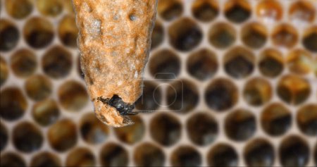 Téléchargez les photos : Abeille à miel européenne, apis mellifera, émergence d'une reine, ruche d'abeilles en Normandie - en image libre de droit