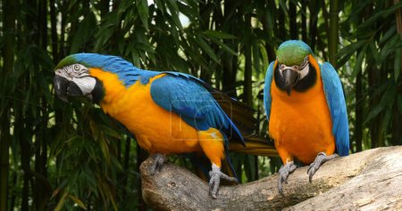 Téléchargez les photos : Macaw bleu et jaune, ara ararauna, bec adulte en bec, paire debout sur la branche - en image libre de droit