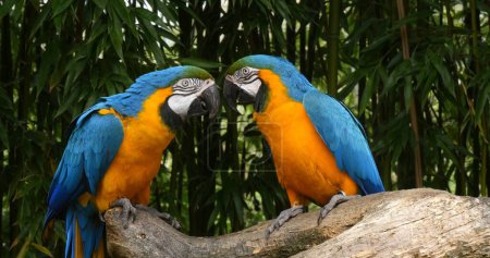 Photo for Blue-and-yellow Macaw, ara ararauna, Adults Beak in Beak, Pair standing on branch - Royalty Free Image