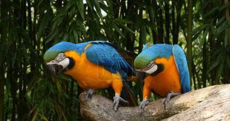 Photo for Blue-and-yellow Macaw, ara ararauna, Adults Beak in Beak, Pair standing on branch - Royalty Free Image