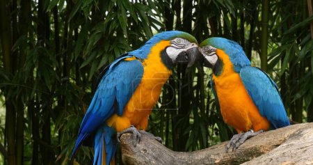 Téléchargez les photos : Macaw bleu et jaune, ara ararauna, bec adulte en bec, paire debout sur la branche - en image libre de droit