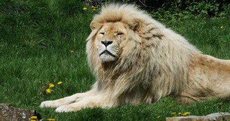Photo for White Lion, panthera leo krugensis, Male laying - Royalty Free Image