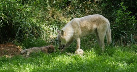 Foto de Lobo ártico, canis lupus tundrarum, Madre jugando con Cub - Imagen libre de derechos
