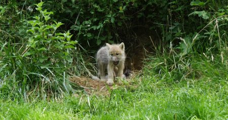 Foto de Lobo ártico, canis lupus tundrarum, Cub cerca de Den Entrance - Imagen libre de derechos