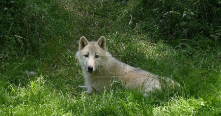 Téléchargez les photos : Loup arctique, canis lupus tundrarum, femelle posée sur l'herbe - en image libre de droit