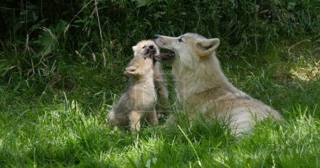Téléchargez les photos : Loup arctique, canis lupus tundrarum, Mère jouant avec louveteau - en image libre de droit