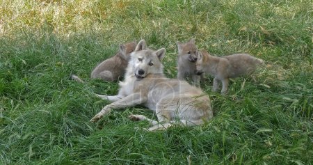 Téléchargez les photos : Loup arctique, canis lupus tundrarum, Mère jouant avec louveteau - en image libre de droit