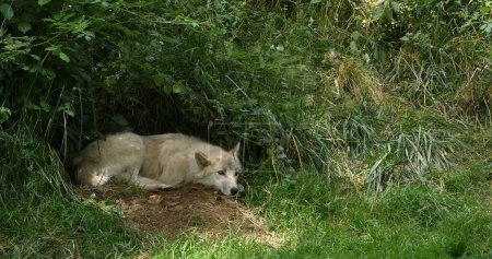 Photo for Arctic Wolf, canis lupus tundrarum, Female laying at Den Entrance - Royalty Free Image