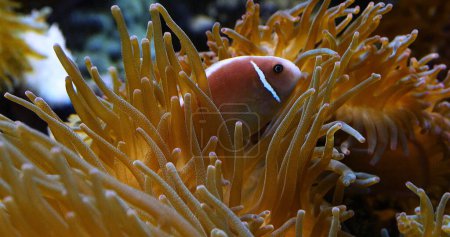 Photo for Clown Anemonefish, Amphiprion ocellaris, in Leathery Sea Anemone, heteractis crispa - Royalty Free Image
