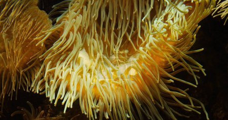 Téléchargez les photos : Anémone de mer coriace, heteractis crispa - en image libre de droit