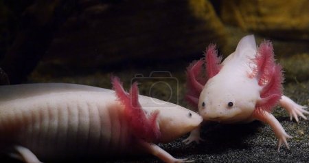Foto de Axolotl, ambystoma mexicanum, Pareja, - Imagen libre de derechos