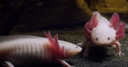 Axolotl, ambystoma mexicanum, Paire,