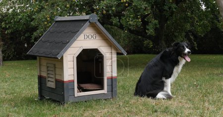 Foto de Border Collie Dog en su Dog House, macho, Picardía en Francia - Imagen libre de derechos