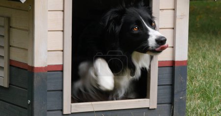Téléchargez les photos : Border Collie Dog dans sa maison canine, mâle, Picardie en France - en image libre de droit