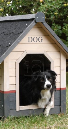 Téléchargez les photos : Border Collie Dog dans sa maison canine, mâle, Picardie en France - en image libre de droit