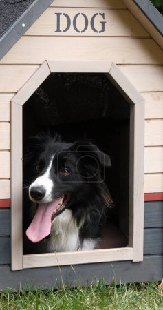 Photo for Border Collie Dog in its Dog House, male, Picardy in France - Royalty Free Image