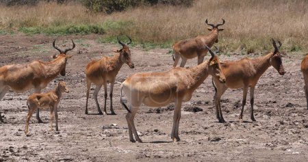 Téléchargez les photos : Hartebeest, alcelaphus buselaphus, troupeau debout à Savanna, Nairobi Park au Kenya - en image libre de droit