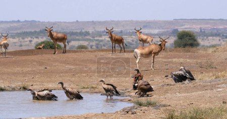 Téléchargez les photos : Hartebeest, alcelaphus buselaphus, troupeau debout au Waterhole et vautour à dos blanc, gyps africanus, Nairobi Park au Kenya, - en image libre de droit