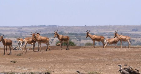 Photo for Hartebeest, alcelaphus buselaphus, Herd standing in Savanna, Nairobi Park in Kenya - Royalty Free Image