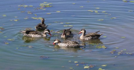 Photo for Red-Billed Teal, anas erythrorhyncha, Group standing in Water, Nairobi Park in Kenya - Royalty Free Image