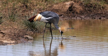 Téléchargez les photos : Grue couronnée grise, balearica regulorum, Adulte debout dans un trou d'eau, Manger des insectes, Nairobi Park au Kenya - en image libre de droit