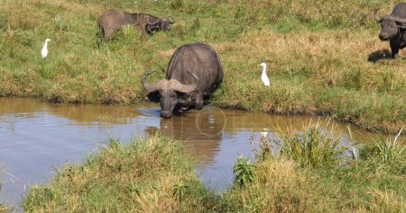Foto de African Buffalo, syncerus caffer, Grupo en Waterhole, Nairobi Park en Kenia - Imagen libre de derechos