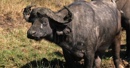 Téléchargez les photos : Buffalo d'Afrique, syncerus caffer, bain de boue, Nairobi Park au Kenya - en image libre de droit