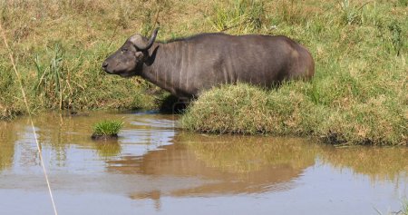 Photo for African Buffalo, syncerus caffer, Adult emerging from Waterhole, Nairobi Park in Kenya - Royalty Free Image