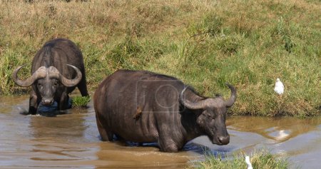 Photo for African Buffalo, syncerus caffer, Group at Waterhole, Nairobi Park in Kenya - Royalty Free Image