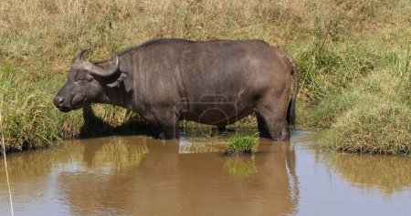Téléchargez les photos : Buffalo d'Afrique, syncerus caffer, Adulte émergeant d'un trou d'eau, Nairobi Park au Kenya - en image libre de droit